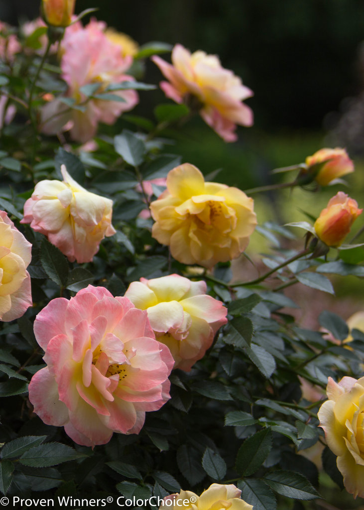 Rosa Oso Easy Italian Ice® Pleasant View Gardens