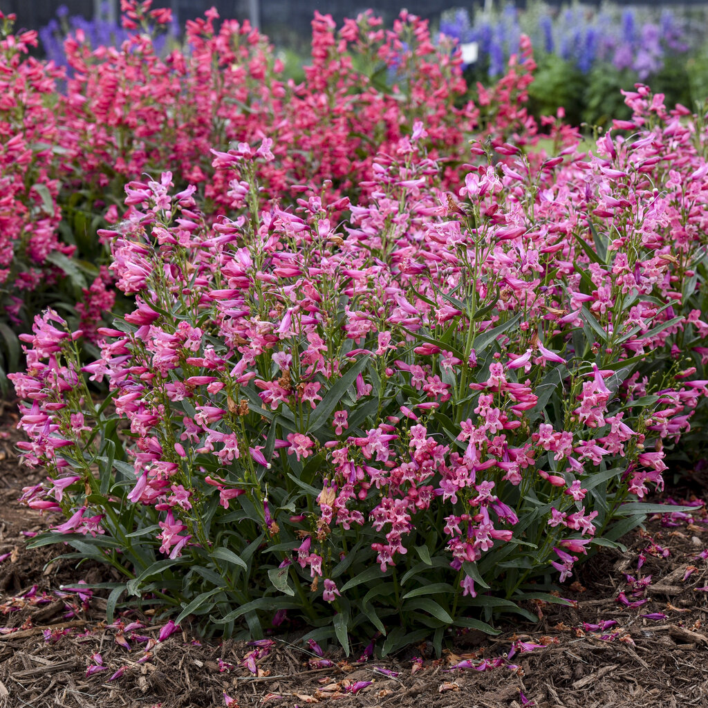 Penstemon barbatus - Bearded Penstemon - Bejeweled™ 'Pink Pearls