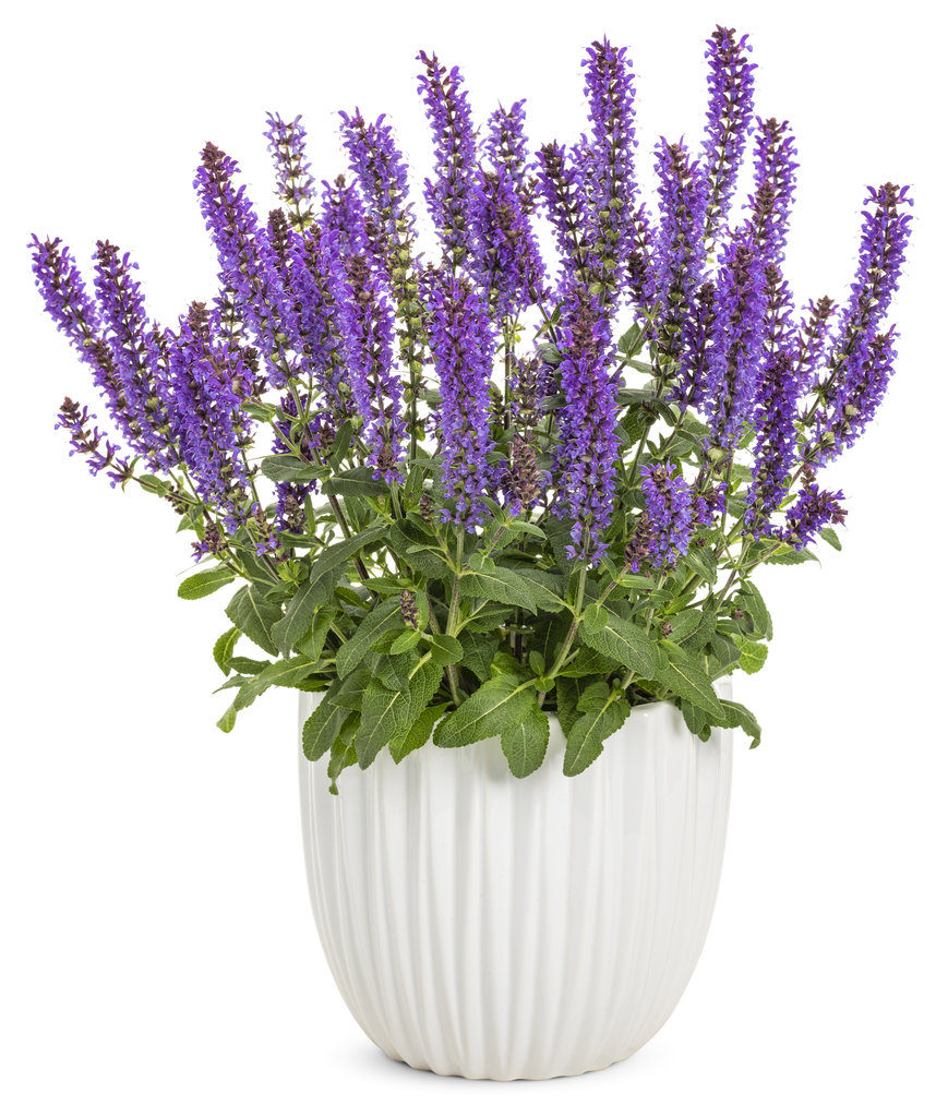 Salvia - Violet Profusion.