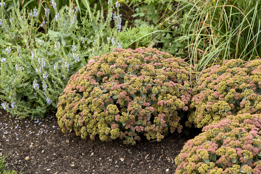 Sedum hybrid - Stonecrop - Rock 'N Grow® 'Coraljade' - Pleasant View
