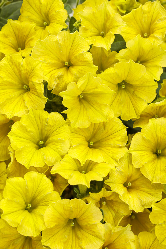 Petunia hybrid - Supertunia Mini Vista® Yellow