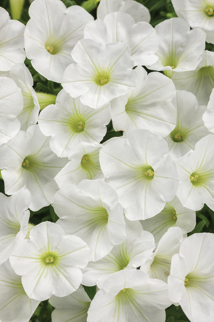 Petunia - Supertunia® Mini Vista White