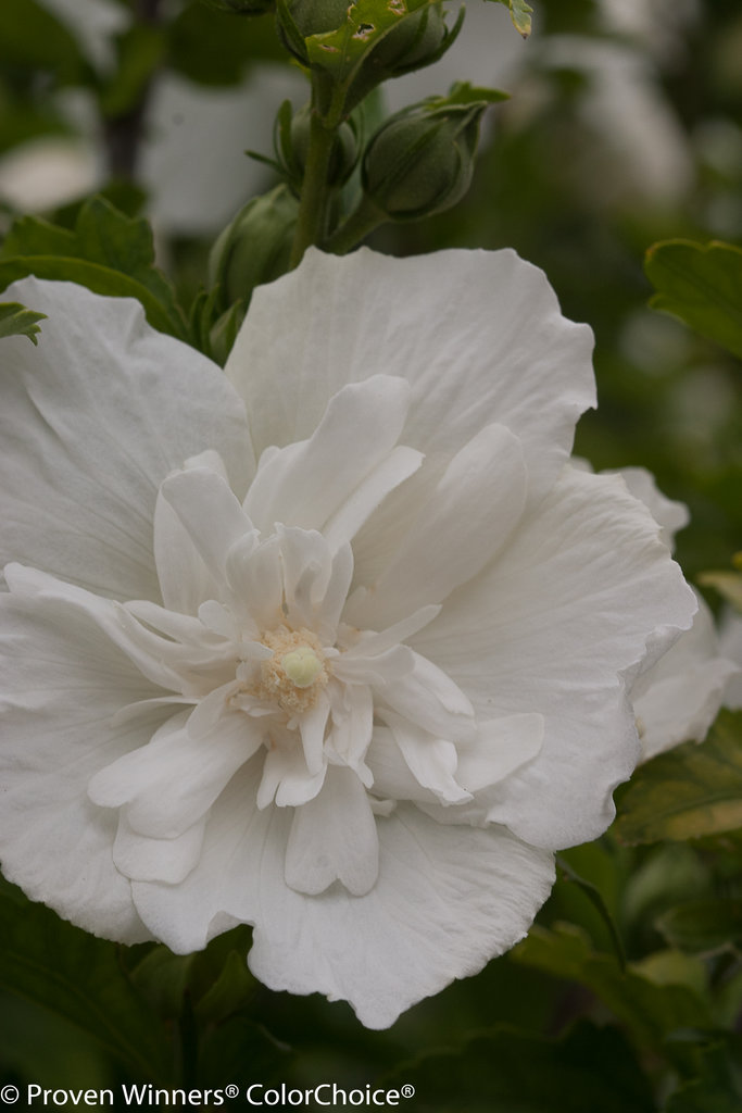 Hibiscus - White Chiffon® - Rose of Sharon - Hibiscus ...