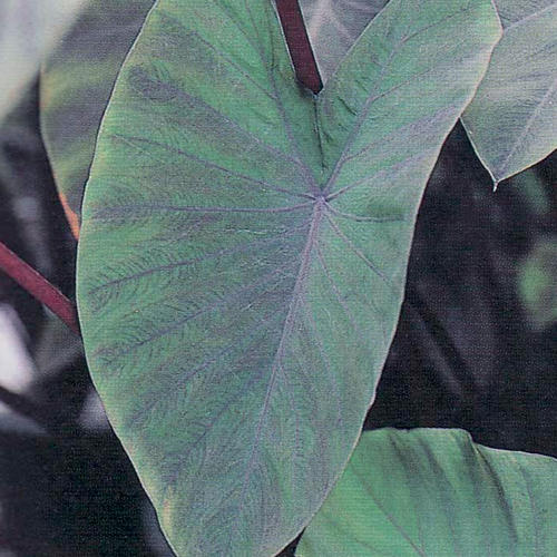 Heart of the Jungle® - Elephant's Ear - Colocasia esculenta