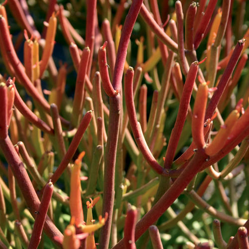 Firesticks - Euphorbia tirucalli 'Rosea'