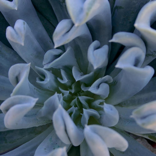Topsy Turvy - Echeveria runyonii