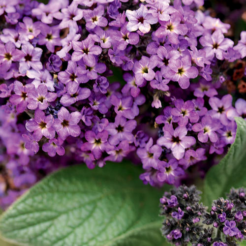 Incense - Heliotrope - Heliotropium arborescens