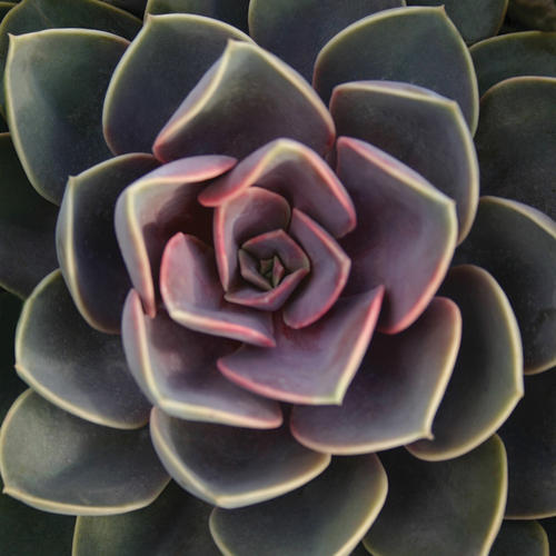 Perle von Nurnberg - Echevaria - Echeveria