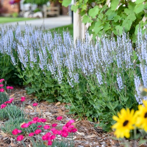 Landscape: Color Spires® 'Crystal Blue' and 'Paint the Town Magenta'