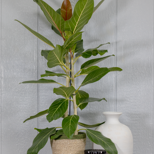 12498_ficus_benghalensis_happiness_012024.png