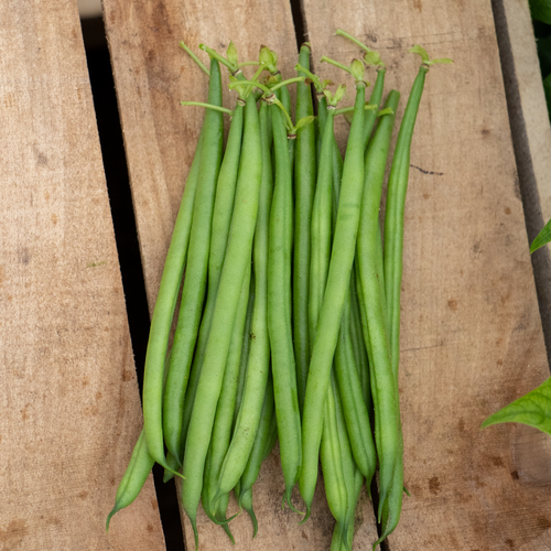 Elegance - bean, bush - Phaseolus vulgaris
