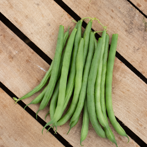 Blue Lake Superior - Green Bush Bean - Phaseolus vulgaris