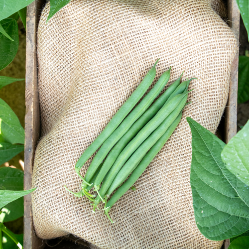 Enduro - Green Bush Bean - Phaseolus vulgaris