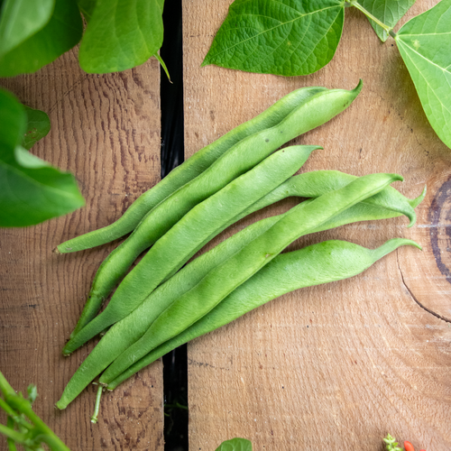 Scarlet Nectar - Flat Runner Bean - Phaseolus coccinea