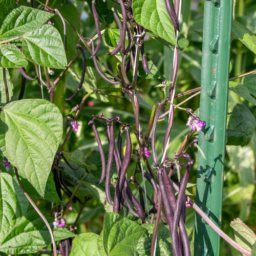 Tag Image: Beans on vines