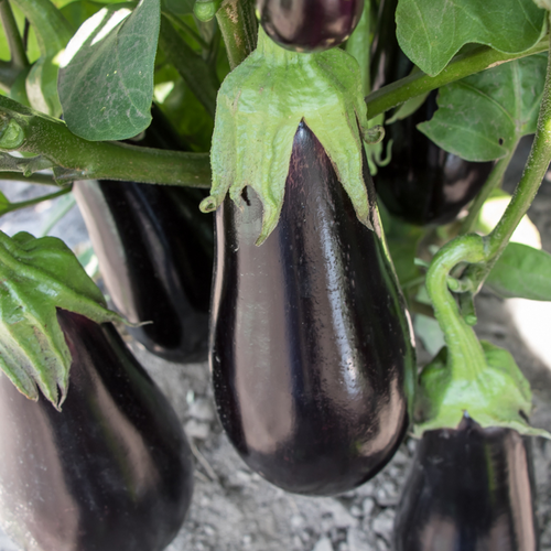 Tag Image: Eggplant in garden