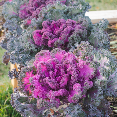 Rainbow Candy Crush - Edible Ornamental Kale - Brassica interspecific