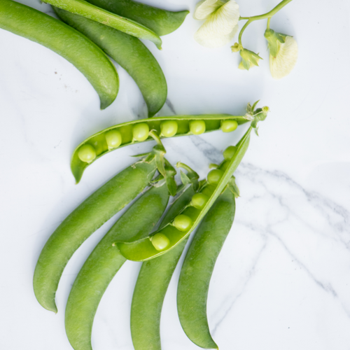 Peas 'N' Pod Bernard - Petite Shelling Pea - Pisum sativum