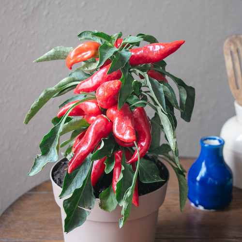 Fire Away® Blazing Red - Dwarf Hot Pepper - Capsicum annuum