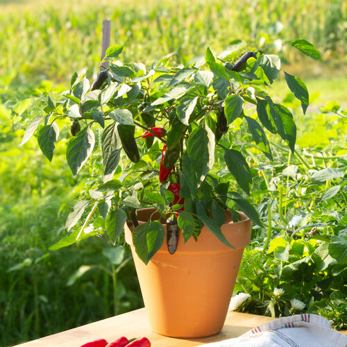 Fire Away® Jade Spark - Dwarf Hot Pepper - Capsicum annuum