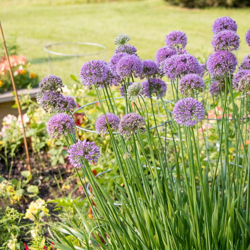 AlliYUM!® - Chives - Allium x hybrida