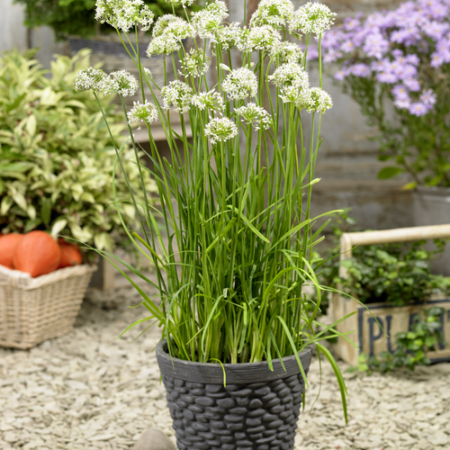 Autumn Bee Attraction - Chives - Allium x hybrida