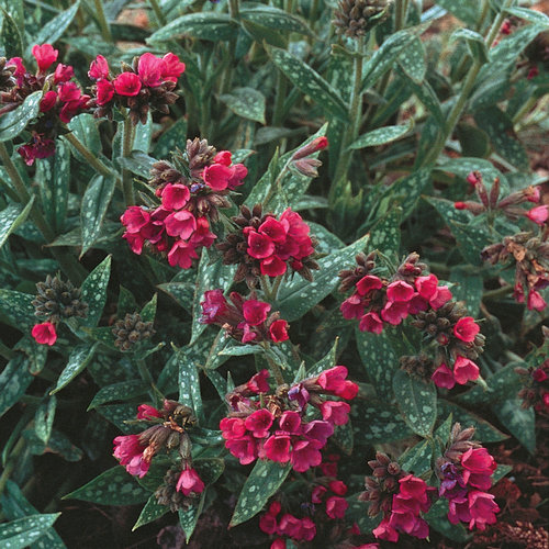 'Raspberry Splash' - Lungwort - Pulmonaria longifolia hybrid