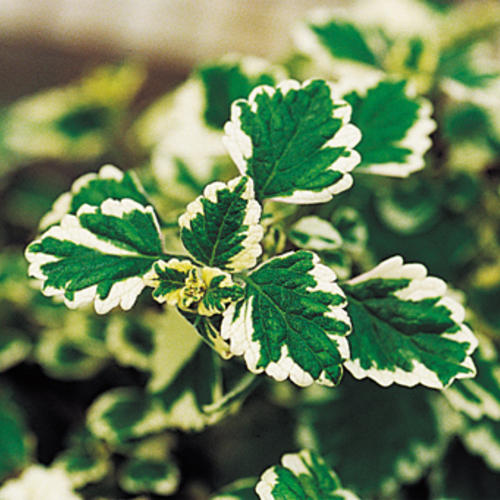Proven Accents® 'variegata' - Variegated Swedish Ivy - Plectranthus coleoides