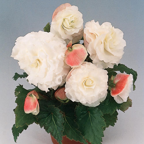 Nonstop® Appleblossom - Tuberous Begonia - Begonia x tuberhybrida