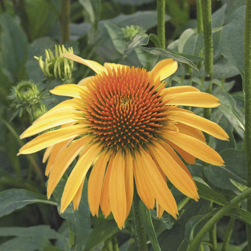 Big Sky™ Harvest Moon™ Coneflower Echinacea purpurea hybrid