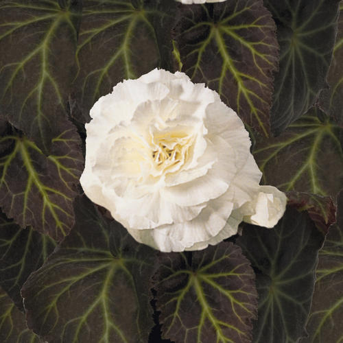 Nonstop® Mocca White - Tuberous Begonia - Begonia x tuberhybrida