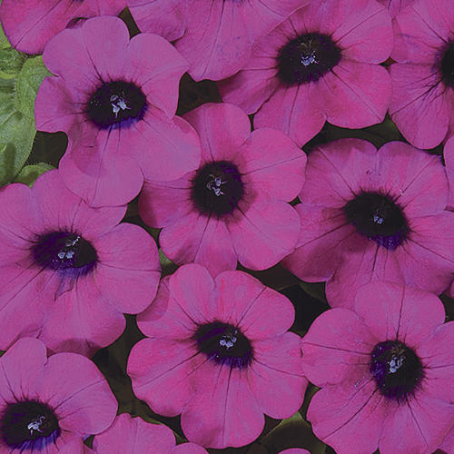 Blanket® Purple - Petunia hybrid