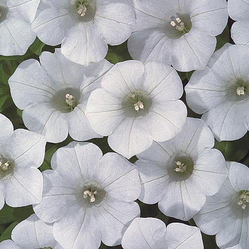 Blanket® White - Petunia hybrid