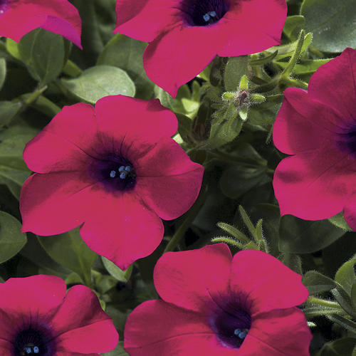 Blanket® Zinfandel - Petunia hybrid