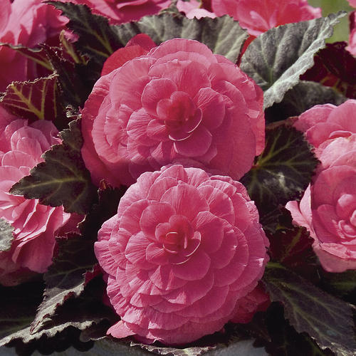 Nonstop® Mocca Pink Shades - Tuberous Begonia - Begonia x tuberhybrida