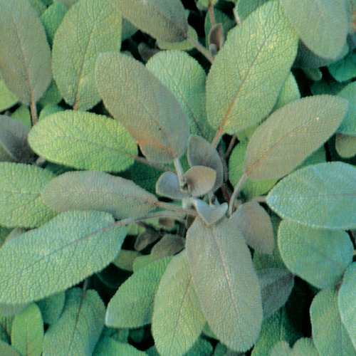 Purpurascens Sage - Purple Leaf Sage - Salvia officinalis