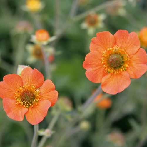 Tag Image: 5184_7-geum-totally-tangerine.jpg