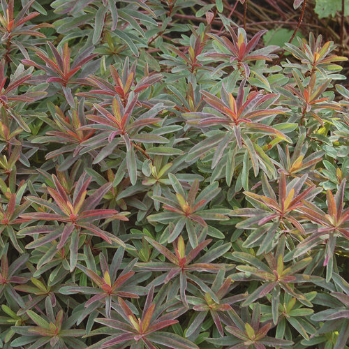 'Bonfire' - Cushion Spurge - Euphorbia polyanthemus