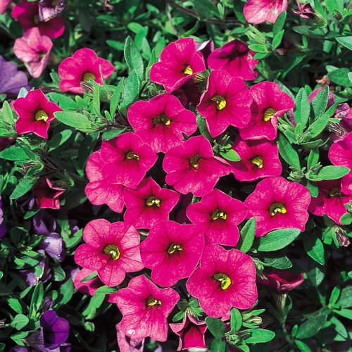 Million Bells® Cherry Pink Calibrachoa hybrid Proven Winners