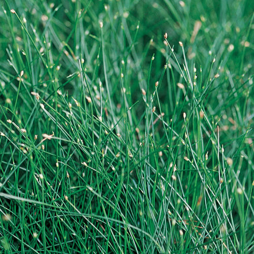 fiber optic grass