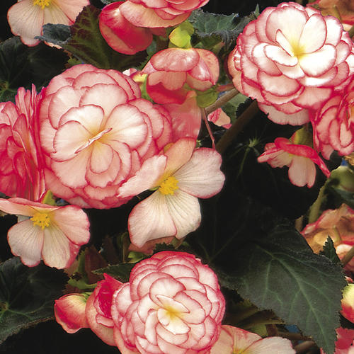Nonstop® Rose Petticoat - Tuberous Begonia - Begonia x tuberhybrida