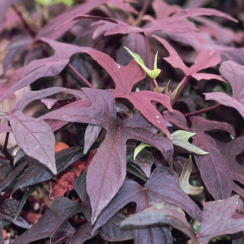 Proven Accents Blackie Sweet Potato Vine Ipomoea Batatas Proven Winners