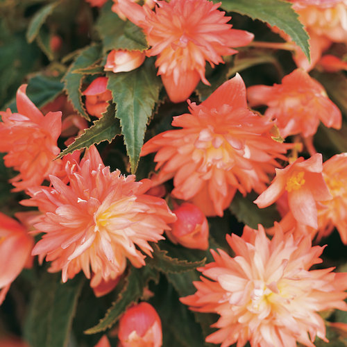 Belleconia™ Soft Orange - Tuberous Begonia - Begonia hybrid