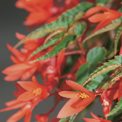 Summerwings® Orange - Tuberous Begonia - Begonia hybrid