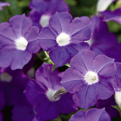 Blanket® Violet - Petunia hybrid
