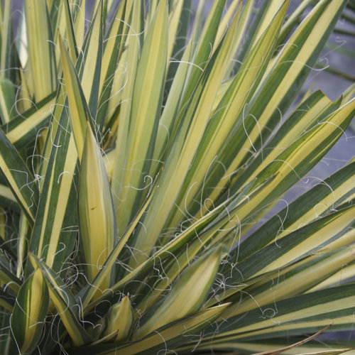 Color Guard - Yucca filamentosa