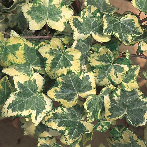 Golden Ingot - Ivy - Hedera helix