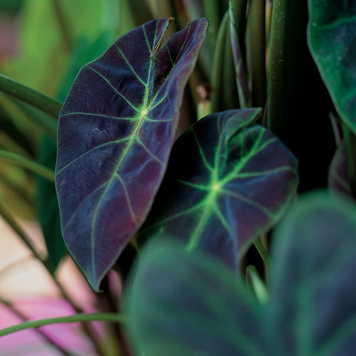 'Illustris' - Elephant's Ear - Colocasia esculenta