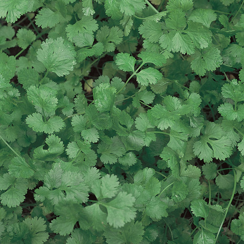 Slow Bolt Cilantro - Coriander - Coriandrum sativum