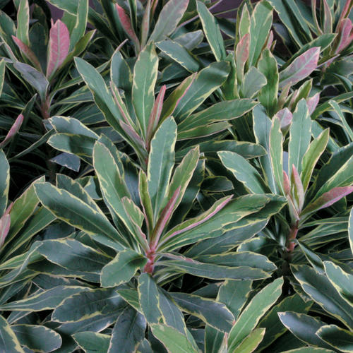 Helena's Blush - Wood Spurge - Euphorbia amygdaloides hybrid